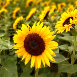 Sunflower dwarf 'Big smile'...