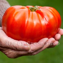Tomato 'Brutus' - 50 seeds...