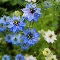 Love in a mist 'Miss...