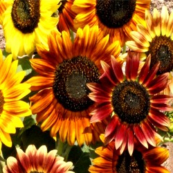 Sunflower tall 'Summer...