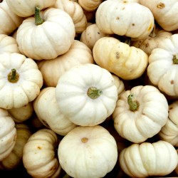 Gourd 'Baby boo' - 20 seeds...