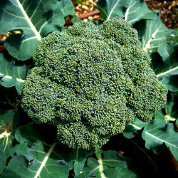 Summer Broccoli 'Limba'  -...