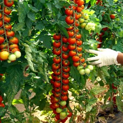 Tomato 'Koralik' - 130...