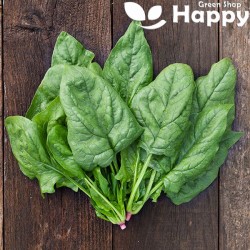 Spinach 'Winter giant' -...