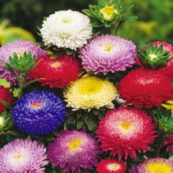 China Aster tall Pompon...