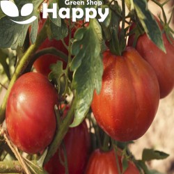Tomato ‘Herodes’ 150 seeds...