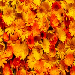 Marigold Orange 'Gitana'...