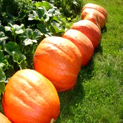 Pumpkin 'Golias' - 15 seeds...