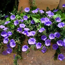 Cupflower 'Purple robe' -...