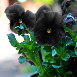 Pansy Clear crystals Black...