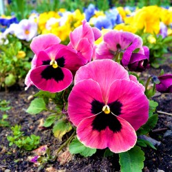 Pansy Swiss giant Pink -...