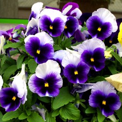 Pansy Swiss giant 'Lord...