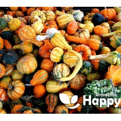Mix of Gourds ornamental -...