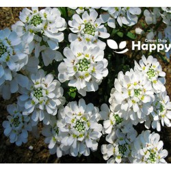 Candytuft Snowflake - 120...