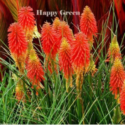 Red Hot Poker Torch Lily -...
