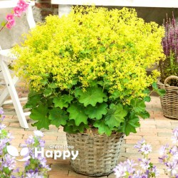 Lady's Mantle - 250 seeds...