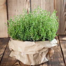Orange Scented Thyme - 100...