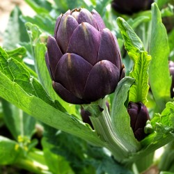 Semi/Seeds carciofo violet de provence 