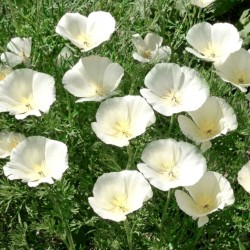 California poppy white -...