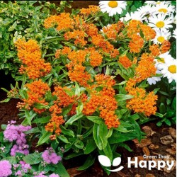 Butterfly Weed- 50 seeds...