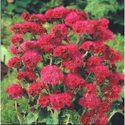Flossflower Red Flint