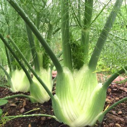 Fennel 'Florence' - 500...