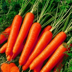 Red Carrot 'Korina' - 1500...