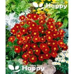 French Marigold 'Favourite'...