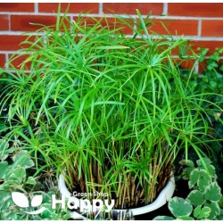 Cyperus `Umbrella Plant` -...