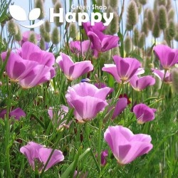 California Poppy `Purple...