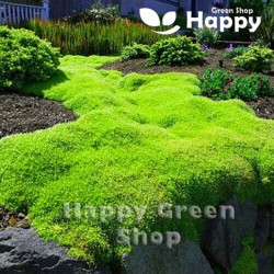 Irish moss - 1000 seeds...