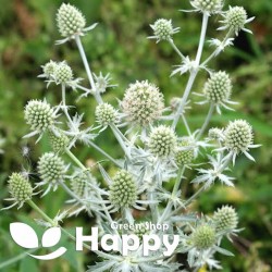Silver Sea Holly – 80 seeds...
