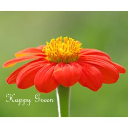 Mexican Sunflower Scarlet...