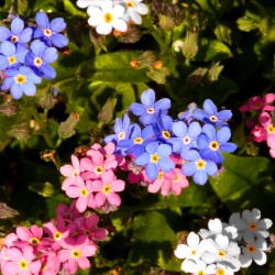 Alpine Forget-me-not mixed...