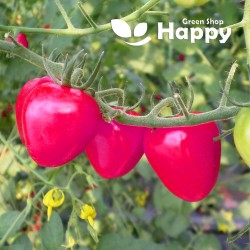 Tomato ‘Herodes’ 80 seeds...