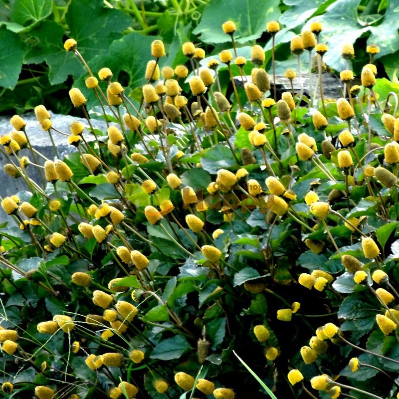 Spilanthes Oleracea 400 SEEDS Perennial Flower Herb TOOTHACHE PLANT