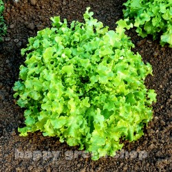 Lettuce 'Green salad bowl'...