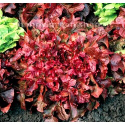Lettuce 'Red salad bowl' -...