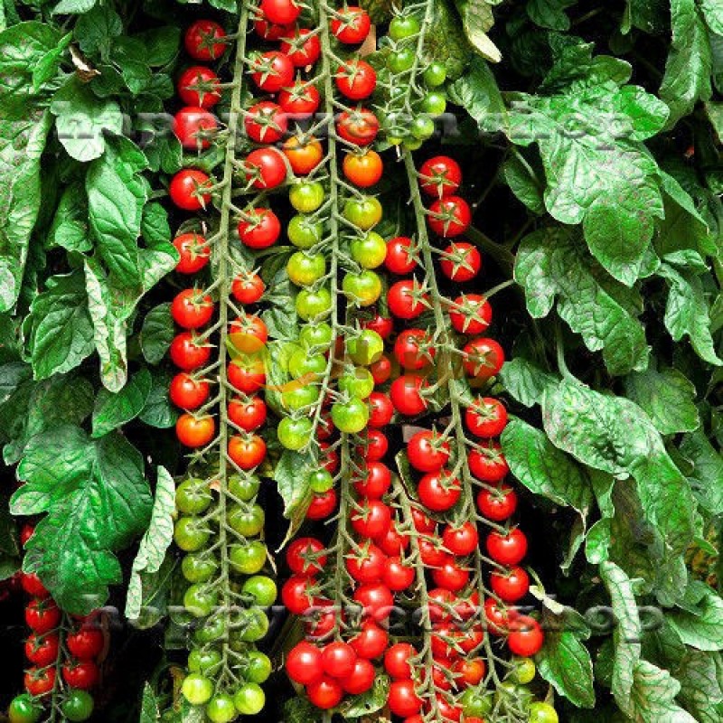 Tomato 'Sweet Million' seeds only for £ 0.99! 