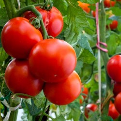 Organic Tomato 'ACE 55 VF'...