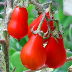Tomato Pear shaped red -...