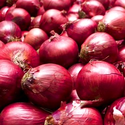 Red onion 'Wenta' - 650...