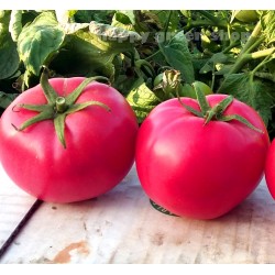 Tomato  'Adonis' pink - 150...