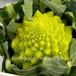 Cauliflower 'Romanesco...