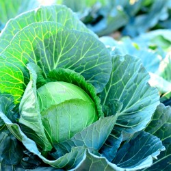 Cabbage 'Stonehead' - 1100...