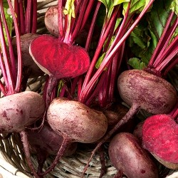 Beetroot (Cylindrica)...
