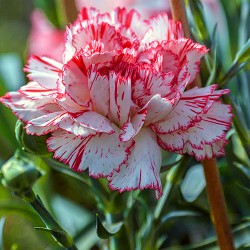DWARF VIENNA 200 SEEDS Dianthus caryophyllus PERENNIAL CARNATION 