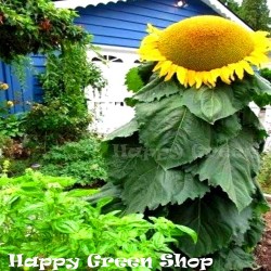Sunflower 'Mongolian Giant'...