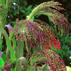 Panic grass, violet millet...