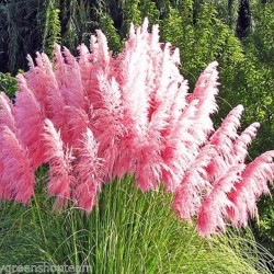 Pampas grass pink - 200...
